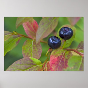 Ripe huckleberries in the Flathead National Poster