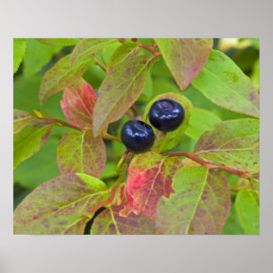 Ripe huckleberries in the Flathead National Poster