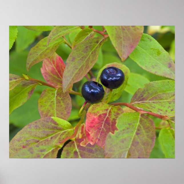 Ripe huckleberries in the Flathead National Poster (Front)