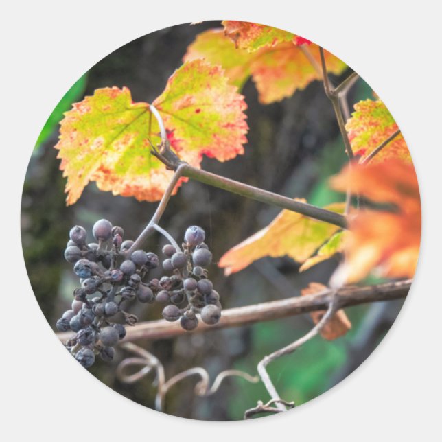 Ripe Isabella grape Classic Round Sticker (Front)