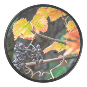 Ripe Isabella grape Hockey Puck