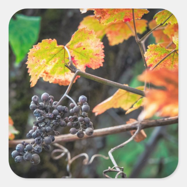 Ripe Isabella grape Square Sticker (Front)