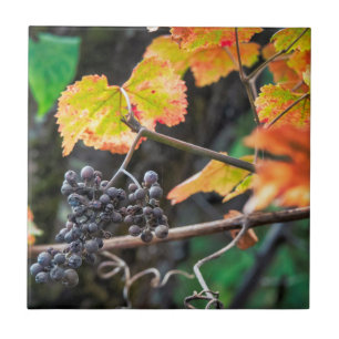 Ripe Isabella grape Tile