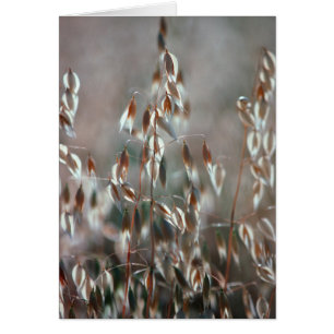 Ripe Oats (Avena Sativa) Close Up. Ceres, Boland