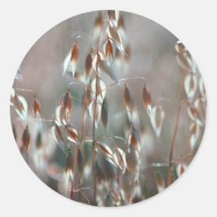 Ripe Oats (Avena Sativa) Close Up. Ceres, Boland Classic Round Sticker