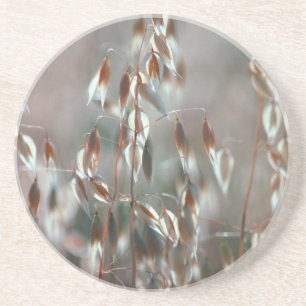 Ripe Oats (Avena Sativa) Close Up. Ceres, Boland Coaster