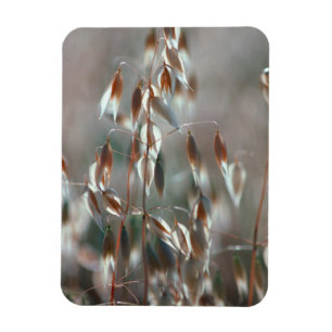 Ripe Oats (Avena Sativa) Close Up. Ceres, Boland Magnet