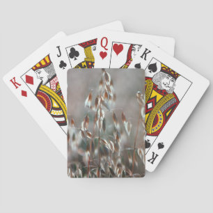 Ripe Oats (Avena Sativa) Close Up. Ceres, Boland Playing Cards