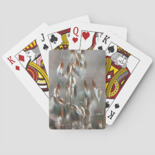 Ripe Oats (Avena Sativa) Close Up. Ceres, Boland Playing Cards
