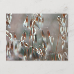 Ripe Oats (Avena Sativa) Close Up. Ceres, Boland Postcard