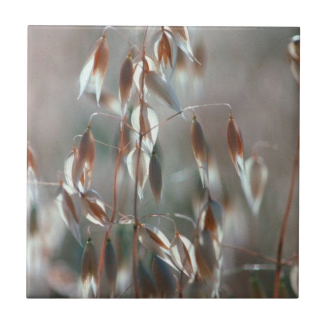 Ripe Oats (Avena Sativa) Close Up. Ceres, Boland Tile (Front)