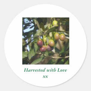 Ripe Olives Classic Round Sticker