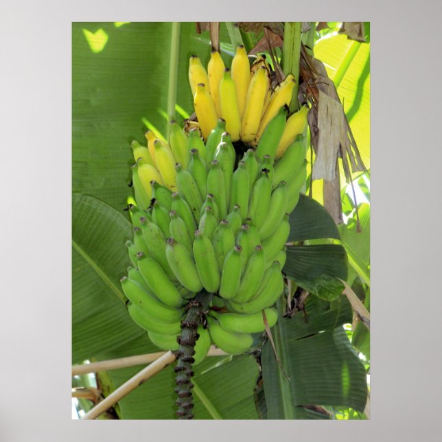Ripening Bananas Poster (Front)