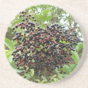Ripening Elderberries Coasters
