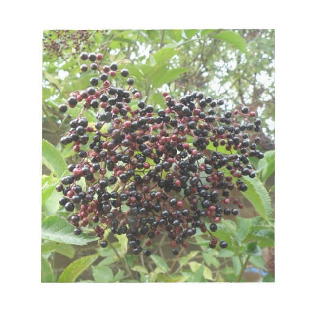 Ripening Elderberries Notepad (Front)