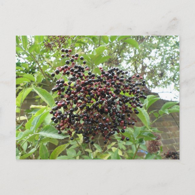 Ripening Elderberries Postcard (Front)