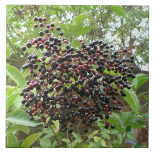 Ripening Elderberries Tile