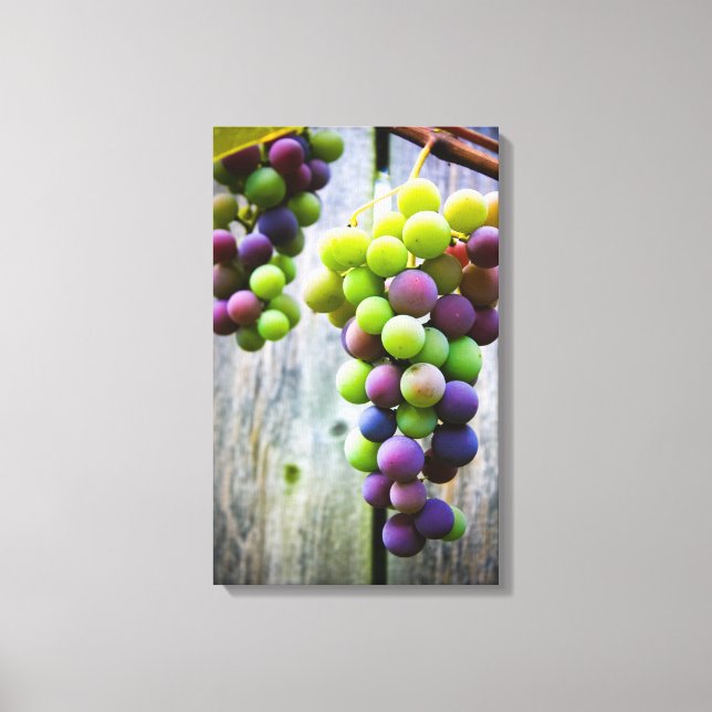 Ripening Grapes Canvas Print (Front)