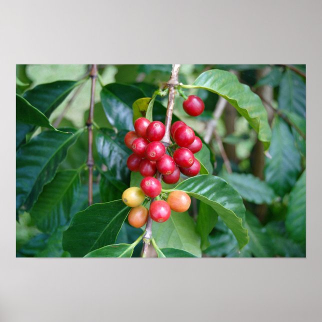 Ripening Kona Coffee Cherries, Hawaii Poster (Front)