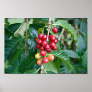Ripening Kona Coffee Cherries, Hawaii Poster