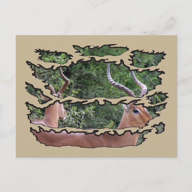 Ripped Wildlife Impala Mirror Holiday Postcard (Front)