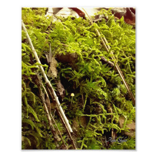 Rising Hope Photo Print