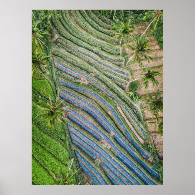 River between coconut trees painting poster (Front)