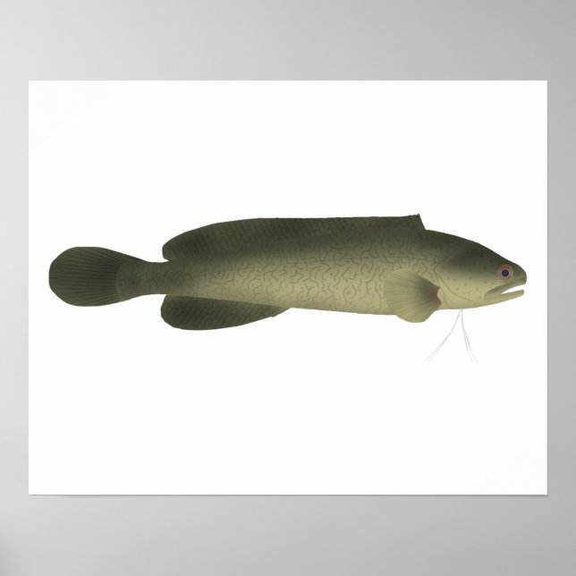 River Blackfish Print, Value Poster Paper (Matte) (Front)