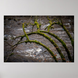 River Bran - Dunkeld Hermitage Poster