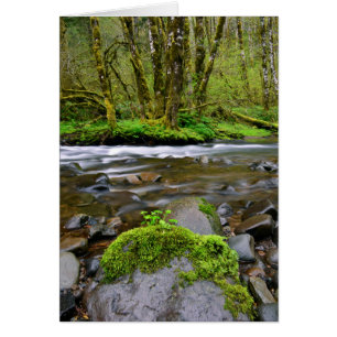 River in green forest, Oregon