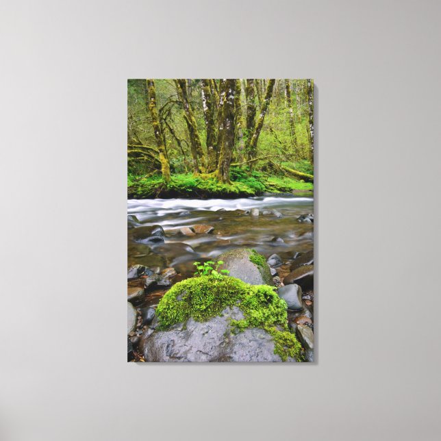 River in green forest, Oregon Canvas Print (Front)
