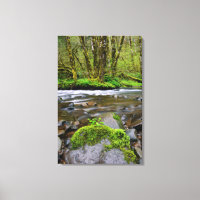 River in green forest, Oregon