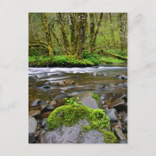 River in green forest, Oregon Postcard