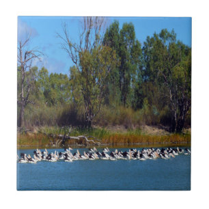 "River Murray's Fishermen: A Pelican Gathering" Tile