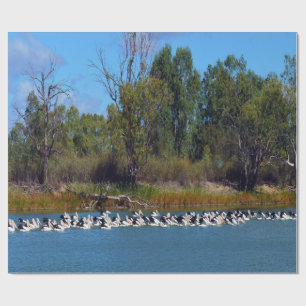 "River Murray's Fishermen: A Pelican Gathering" Wrapping Paper