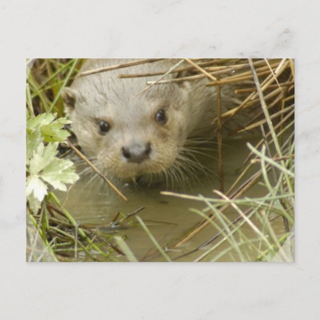 River Otter Habitat Postcard (Front)