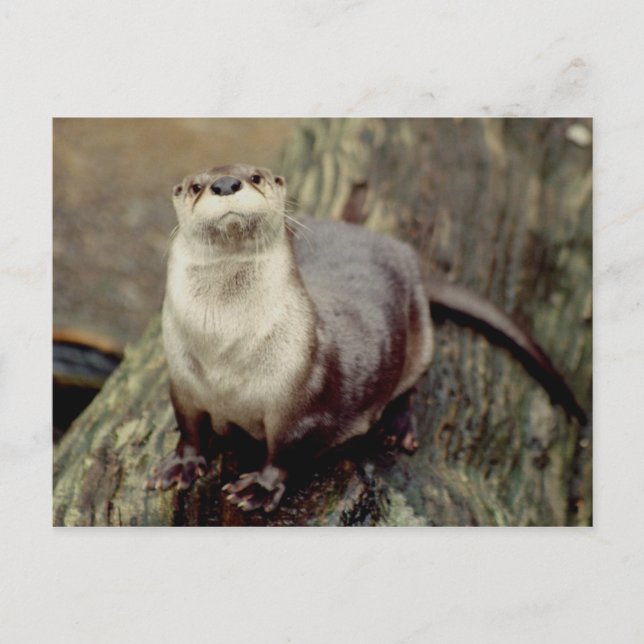 River Otter Posing Postcard (Front)