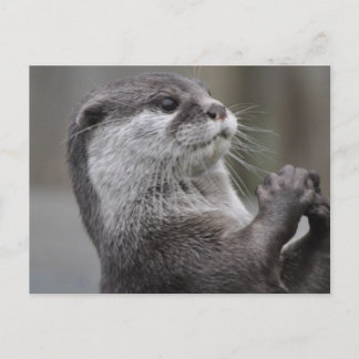 River Otter Postcard