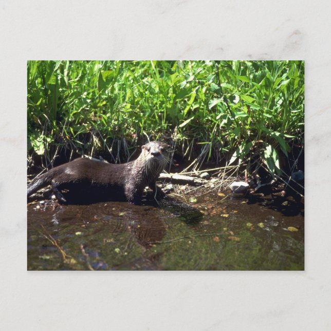 River Otter-summer Postcard (Front)