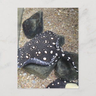 River Stingray # 14 Postcard