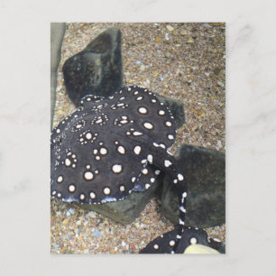 River Stingray # 3 Postcard