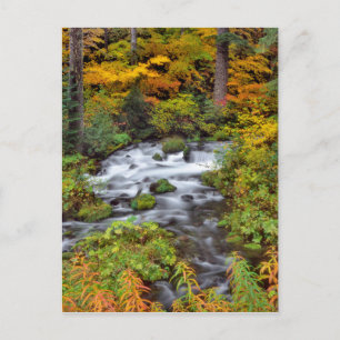 River through forest, Fall, Oregon Postcard