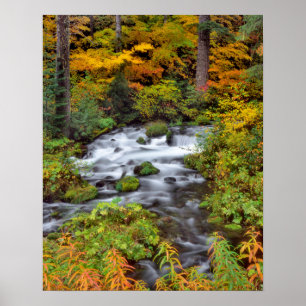 River through forest, Fall, Oregon Poster