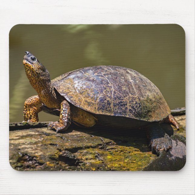 River Turtle at Tortuguero - Costa Rica Mouse Pad (Front)