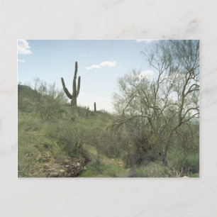 Riverbed Remembrance Arizona Desert Photo Postcard