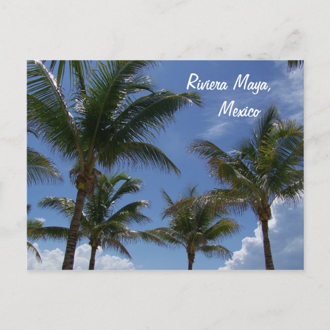 Riviera Maya Cancun Mexico Caribbean Palm Trees Postcard (Front)