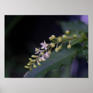 Rivina humilis poster