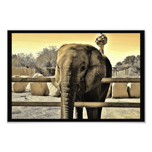 Riyadh Zoo Elephant Photo Print (Front)