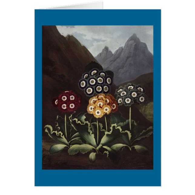 RJ Thornton - Group of Auriculas (Front)
