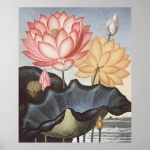 RJ Thornton - The Sacred Egyptian Bean - Lotus Poster